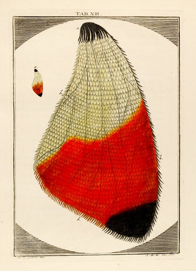 Diagram of a Magnified Moth